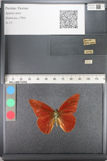 Media type: image;   Entomology 129071